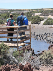 Puerto Madryn Punta Tombo Pingvin Koloni 04