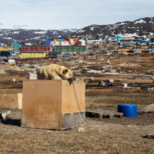 Hundepark i Ilulissat