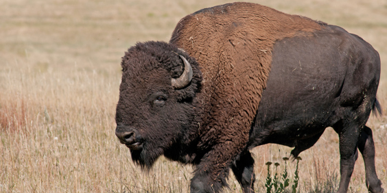 usa - custer state park_bison_02