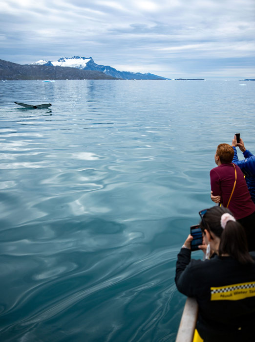 Nuuk Hvalsafari02