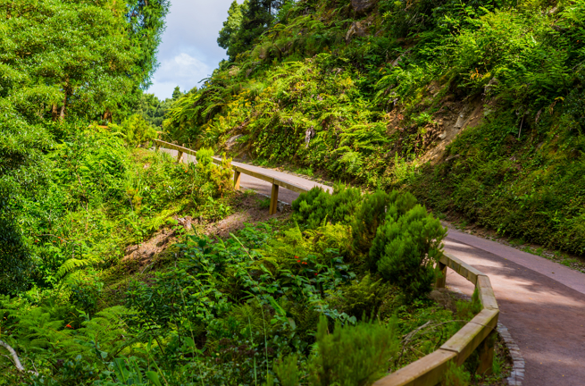 Azorerne_skov_Sao miguel_01