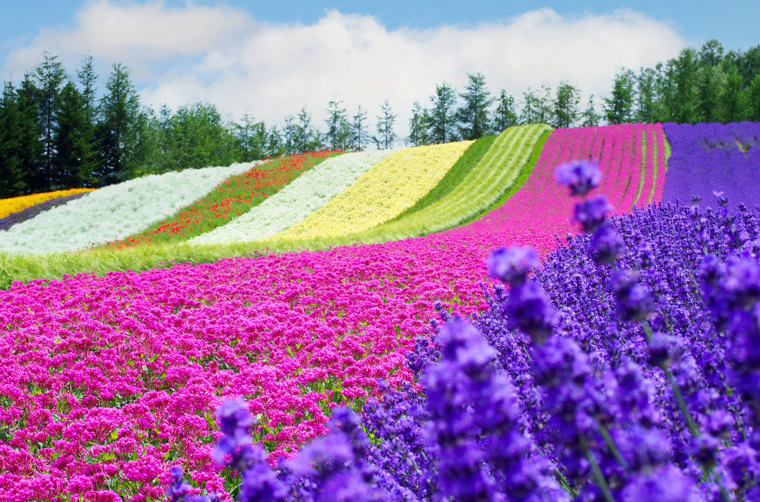 Hokkaido Furano Shikisai No Oka Blomsterhave Med Lavendel