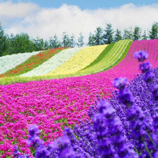 Shikisai-no-oka-blomsterhaven