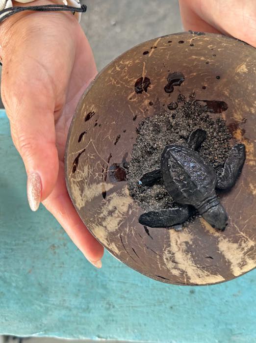 Saba Skildpaddecenter