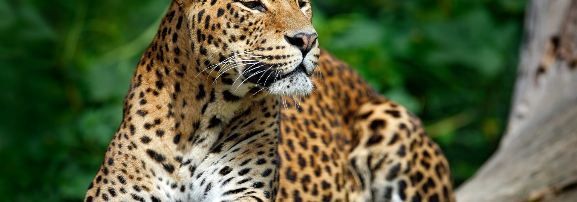 Yala National Park Leopard 08