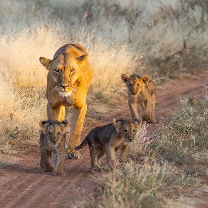 Kenya Samburu National Park Hunløve Med Unger