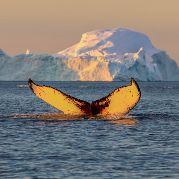 diskobugten_qeqertarsuaq_hval med isbjerg_02