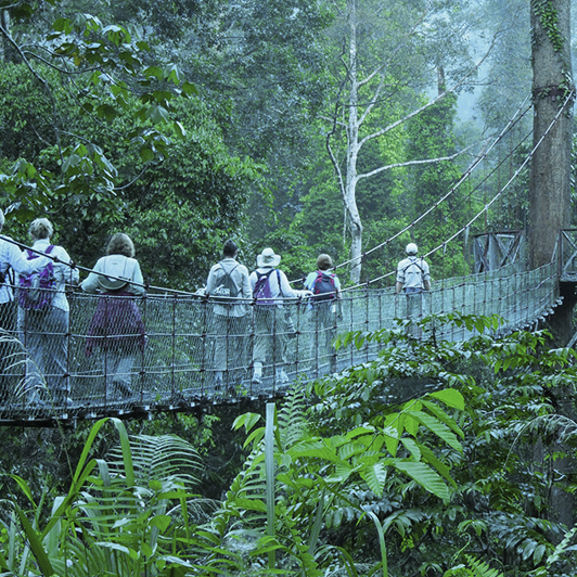 borneo rainforest lodge_canopy tur_01