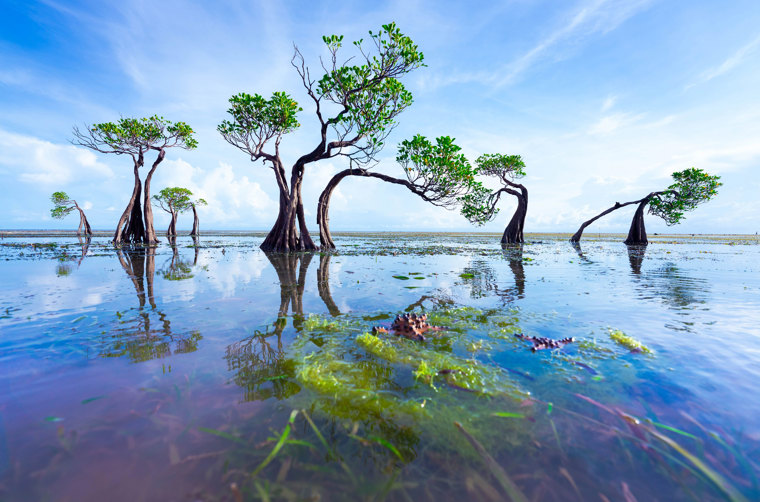 Sumba Øst Walakiri Mangrove 01 2371713163