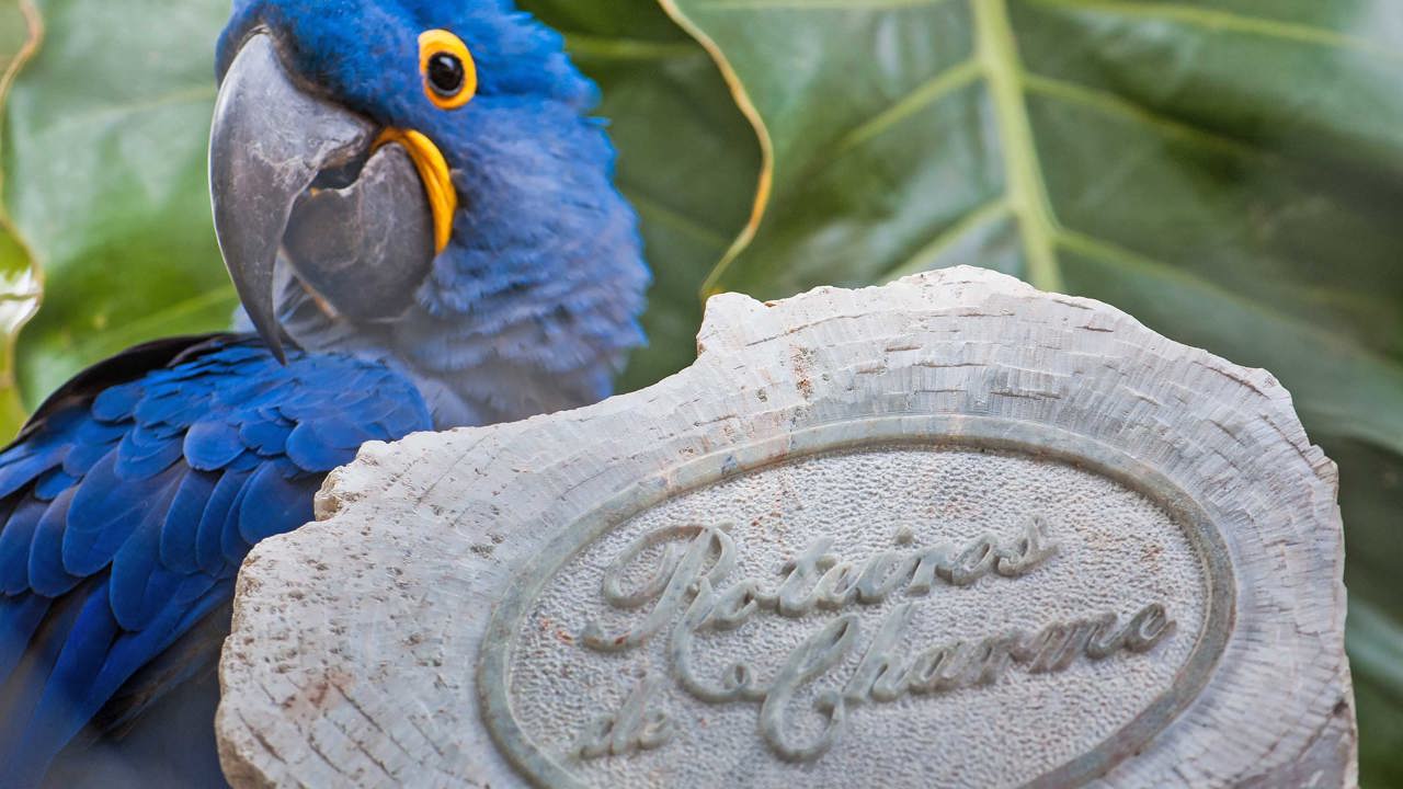 Hyacinth Macaw