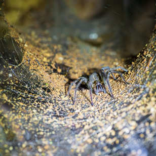 Monteverde By Night Spider