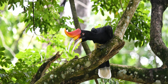 malaysia - taman negara_hornfugl_01