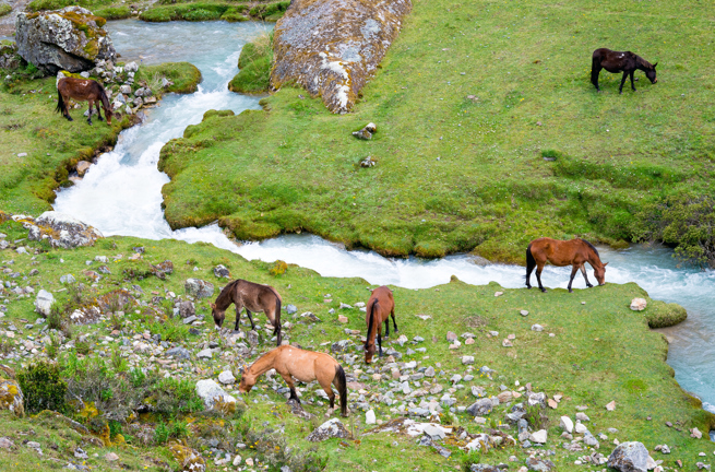 peru - salkantay_heste_01