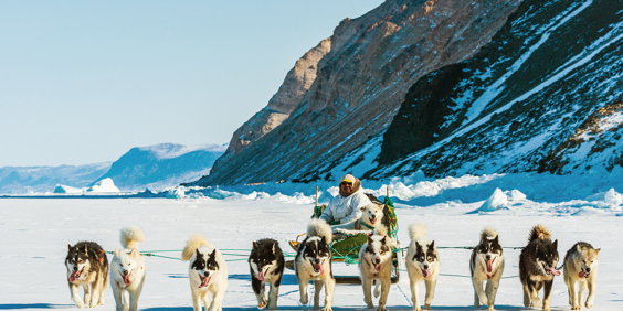Slædehunde og mand på isen i Grønland