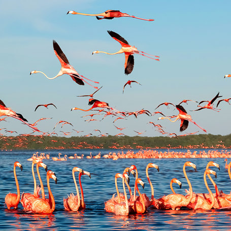 Flamingoer Celestun Naturreservat 02