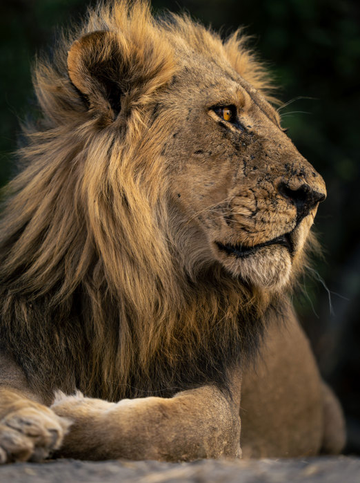 Chobe National Park Løve2