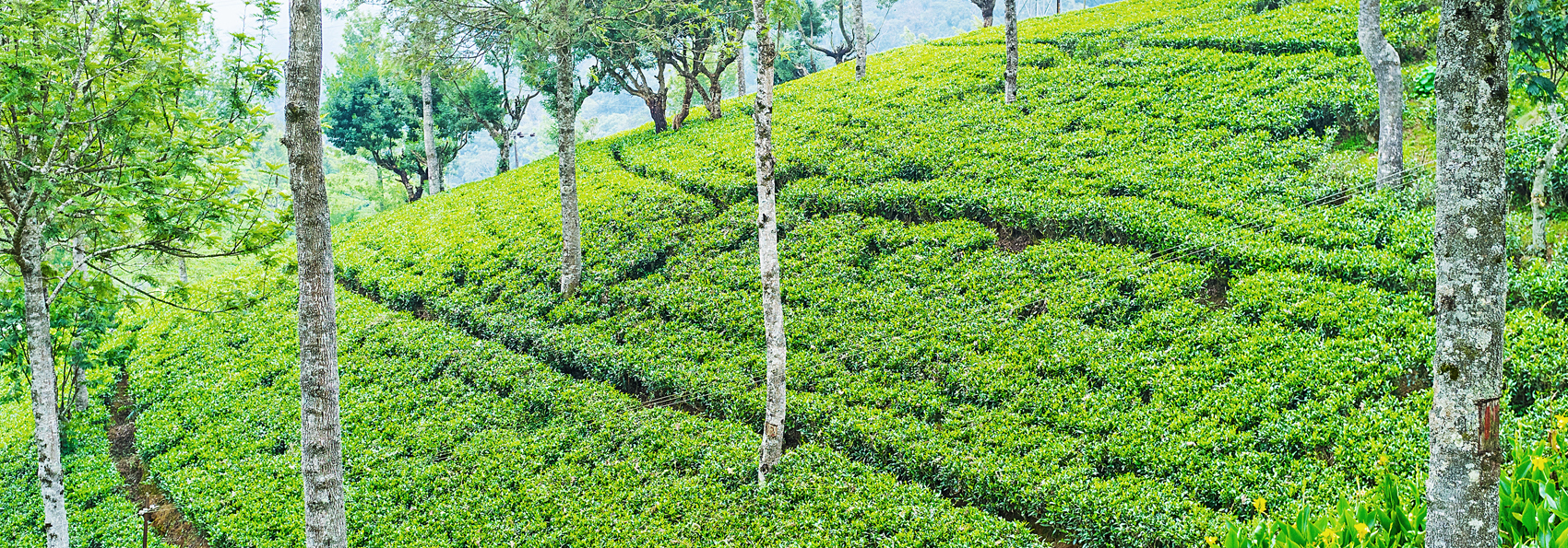 sri lanka - tefabrik_pedro_nuwara_eliya_01