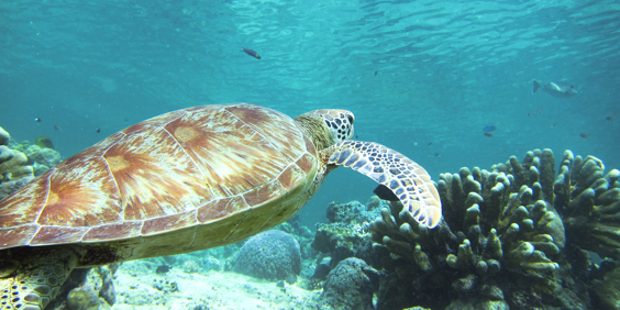 sri lanka - Hikkaduwa_strand_skildpadde_koralrev_02