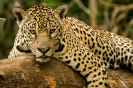 Pantanal Jaguar