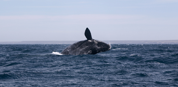 Puerto Madryn Valdes Hval