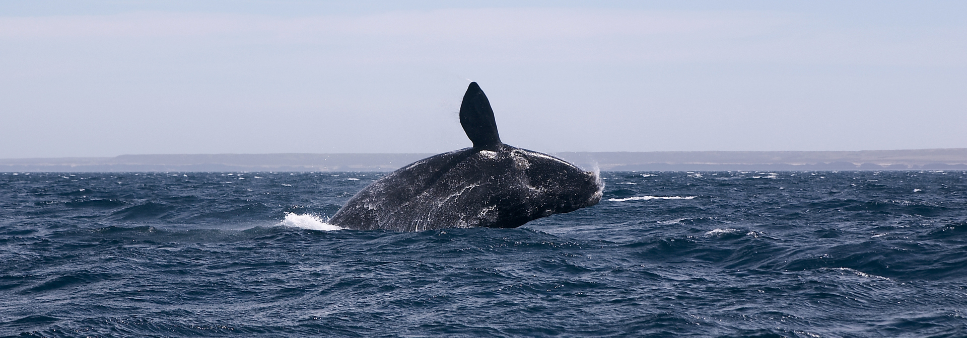 Puerto Madryn Valdes Hval