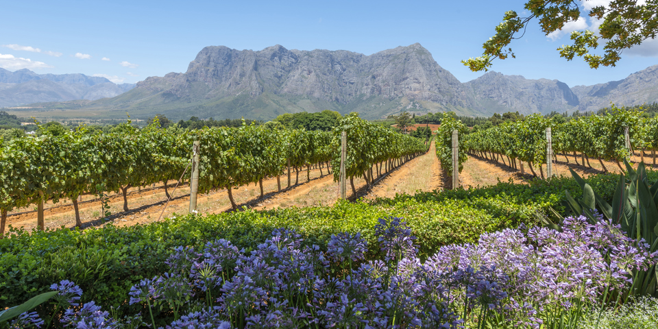 sydafrika - franschhoek_vinmark_02