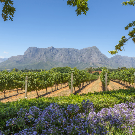 sydafrika - franschhoek_vinmark_02