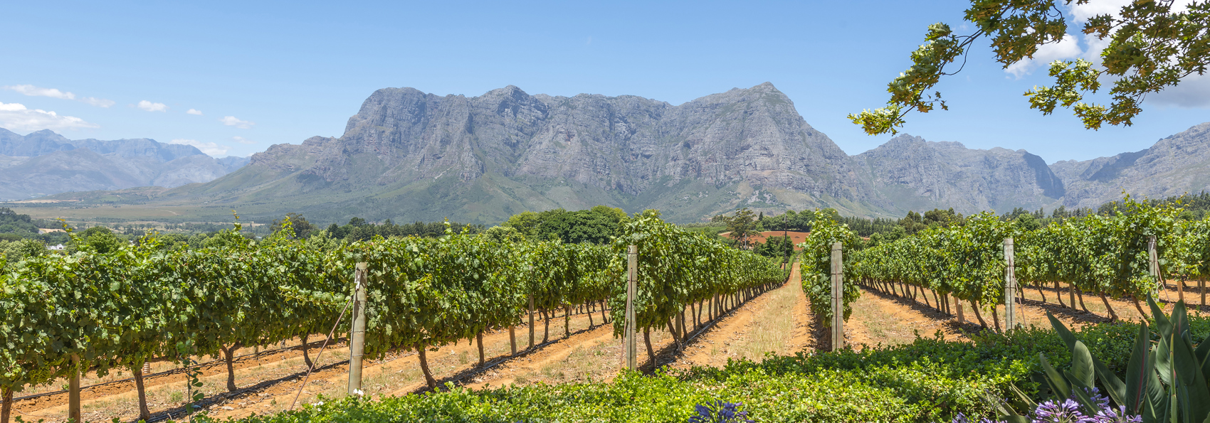 sydafrika - franschhoek_vinmark_02