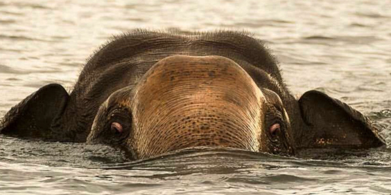 Gal Oya National Park Svømmende Elefant