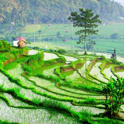 Ubud på Bali