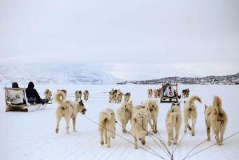 Uummannaq Slædehunde 04