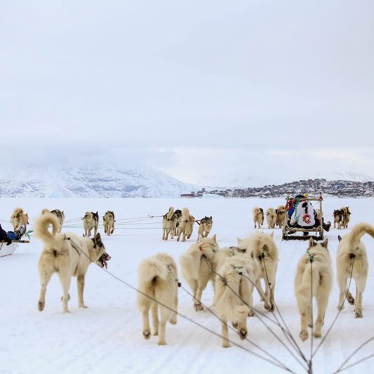 Uummannaq Slædehunde 04