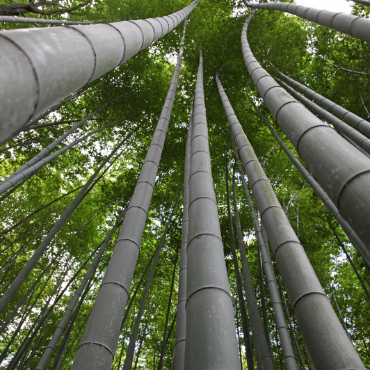 japan - kyoto_arashiyama_bambus skov_01