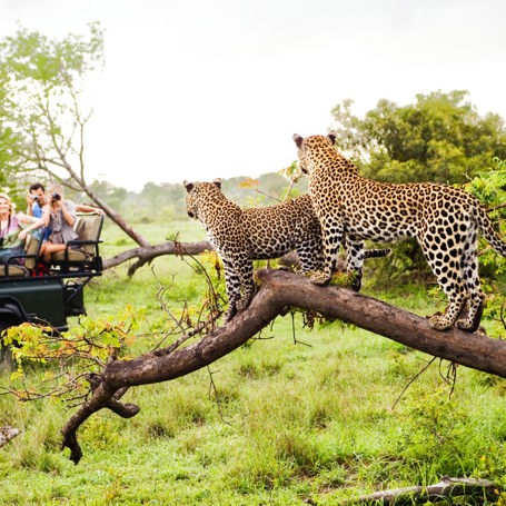 sydafrika - sydafrika_natur_gepard_mennesker_01