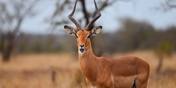 Sydafrika Antilope