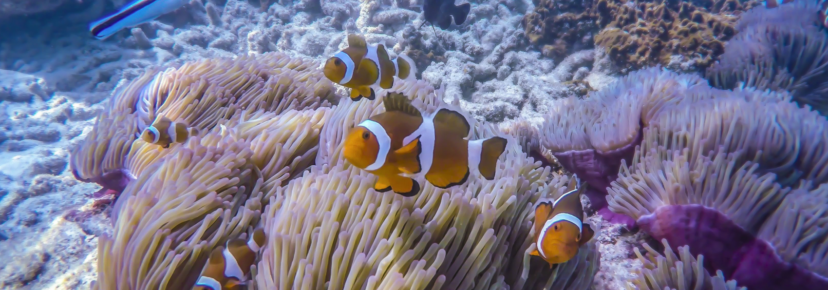 Perhentian Island Klovnefisk