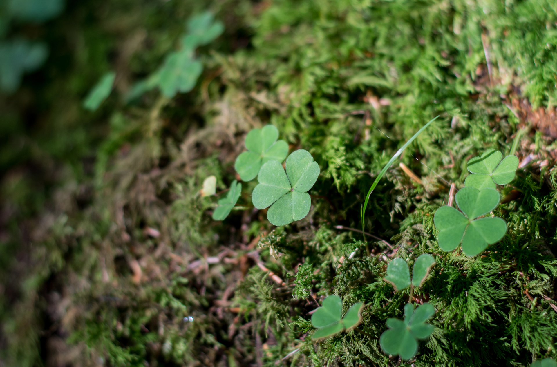 Ireland Clover Forrest