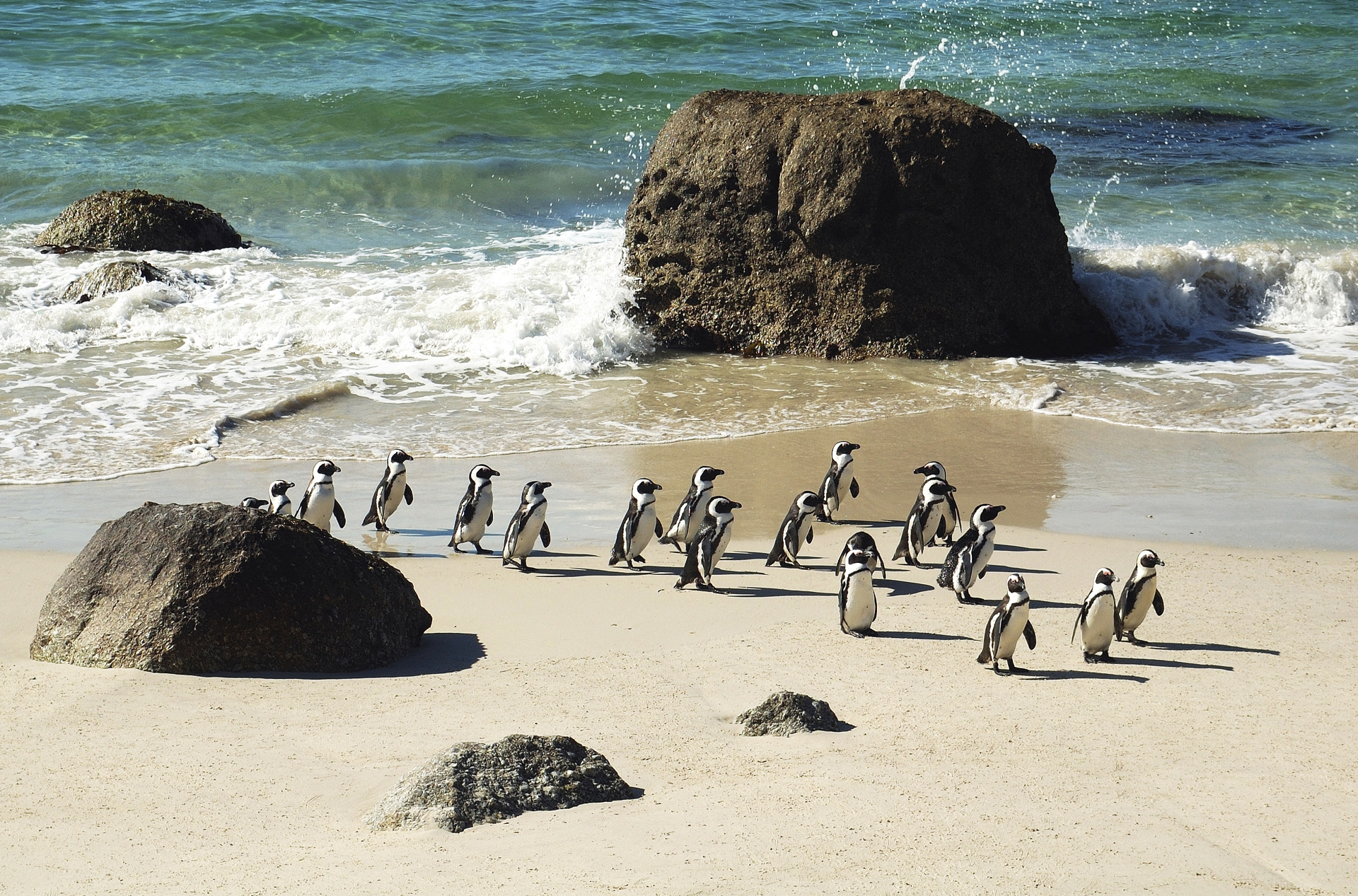 sydafrika - cape town_boulders beach_pingvin_07
