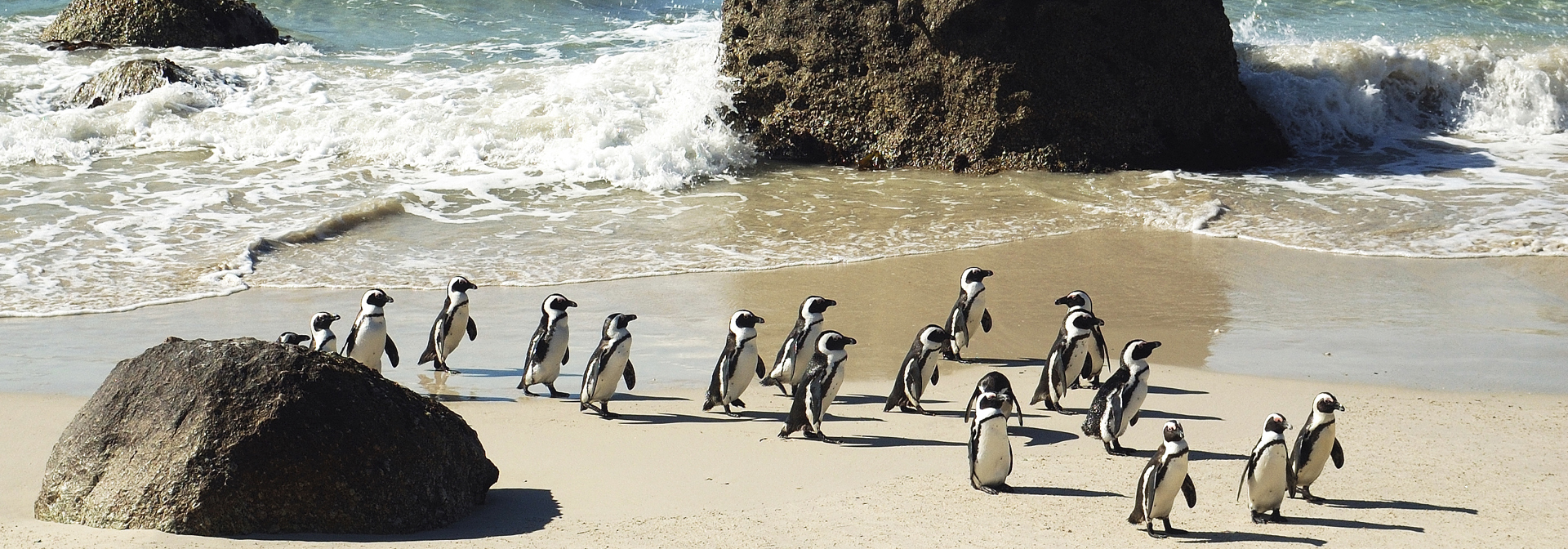 sydafrika - cape town_boulders beach_pingvin_07