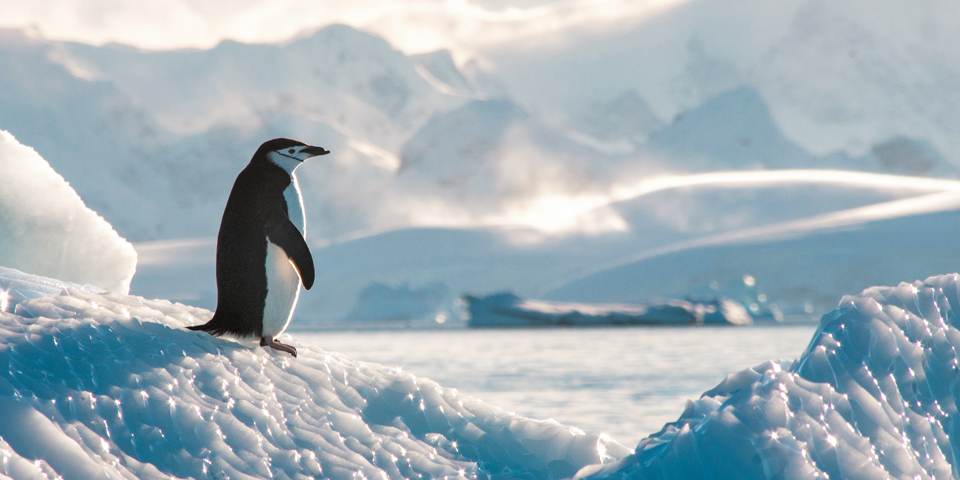 Chinstrap Penguin