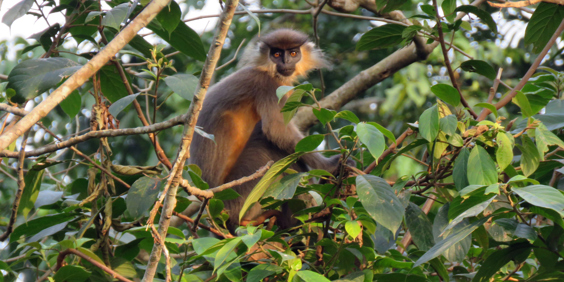 Nameri National Park Abe 01 Gettyimages 1185863128