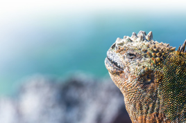 galapagos_leguan_43