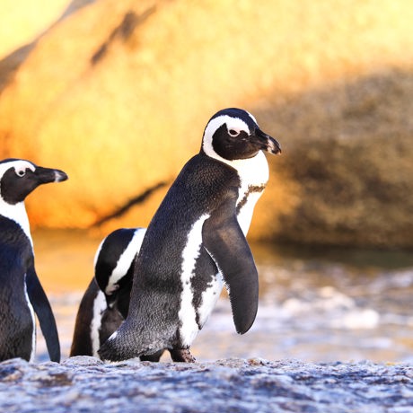 sydafrika - cape town_boulders beach_pingvin_06