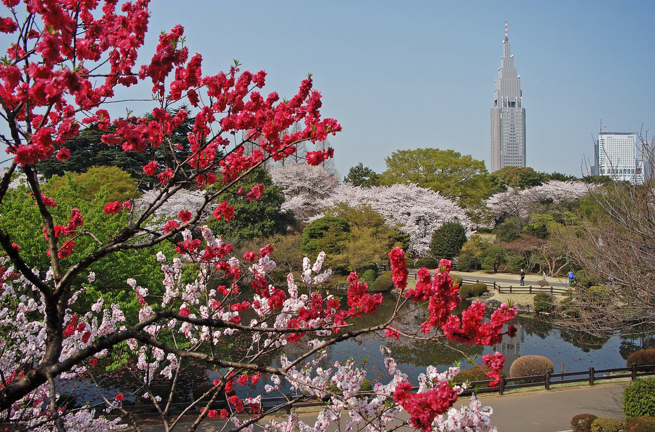 japan - japan_sakura_kisebaertrae_06