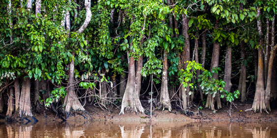 kinabatangan_flod_02