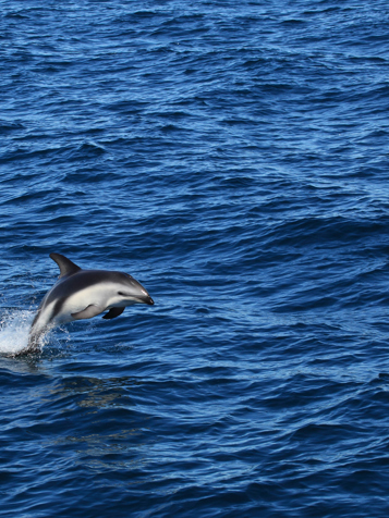 Puerto Madryn Valdes Delfin 126409265