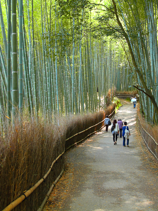 japan - kyoto_arashiyama_bambus skov_02