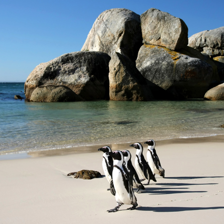 sydafrika - cape town_boulders beach_pingvin_10