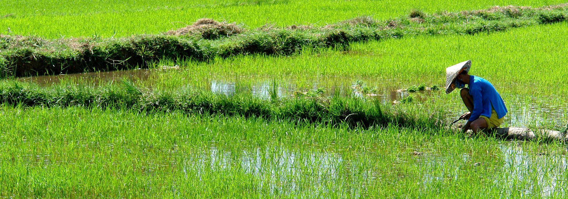 bali - ubud_rismark_farmer_06