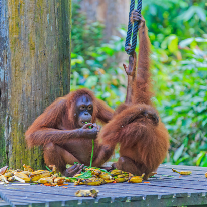 borneo_orangutang_11